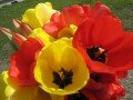 Тюльпановый рай