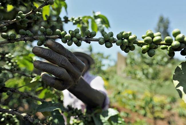 Кения. Производство кофе.