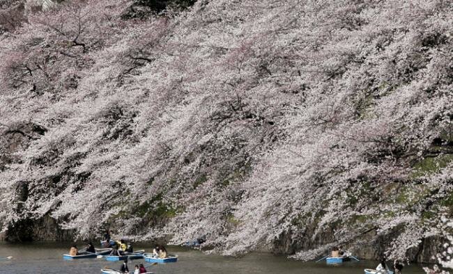 Праздник цветения сакуры в Японии