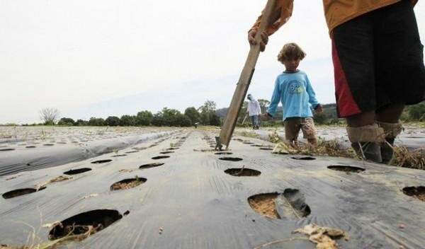 Обработка плантации в Бразилии