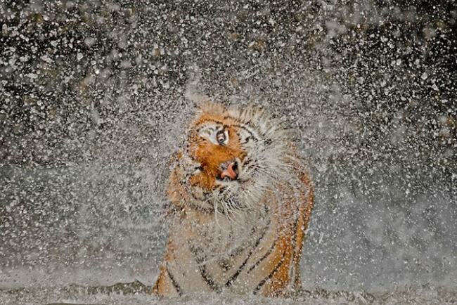     National Geographic Photo Contest 2012